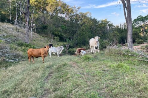 Cooke Road, Calgoa